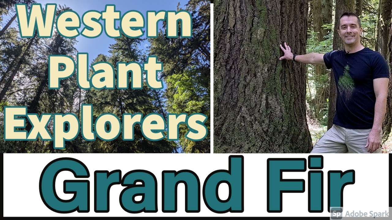 Grand fir (Abies grandis) in Whipple Creek Regional Park, WA