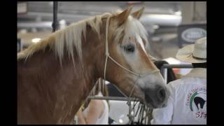 SALONE DEL CAVALLO AMERICANO 2016 1