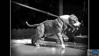 Tha Clicka - Cuidado Con El Perro