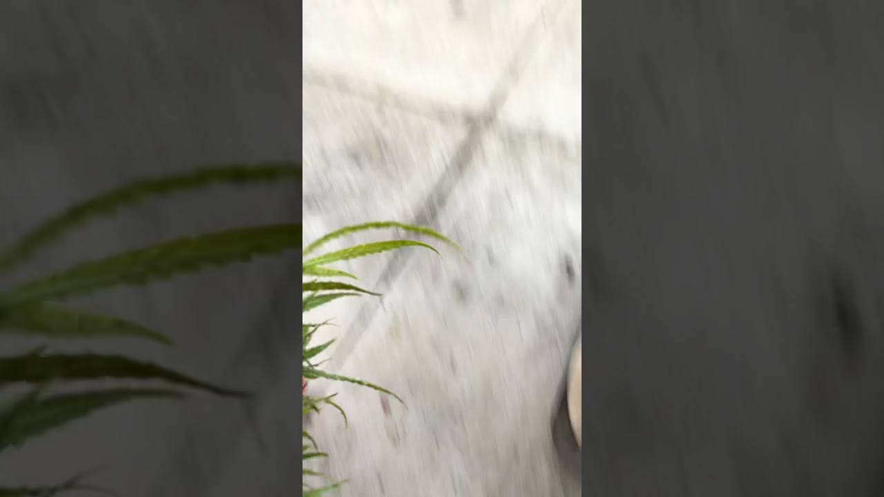 Can you see the caterpillar 🐛 damage????