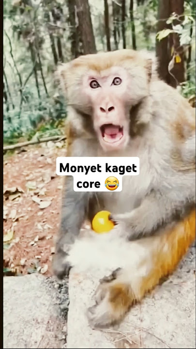 Monyet kaget core 😂 #funny #monkey #monyetgokil #videolucu #shorts
