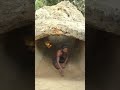 Building a Modern Private House One the Best in Jungle