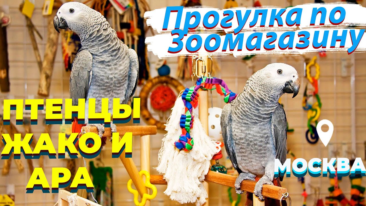 Большой попугай ваза