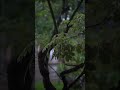 Ketika hujan turun, ada cerita yang tersembunyi di setiap tetesnya. #cinematicrain #cinematic