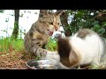 子猫が食事中に妊娠中？の別の母猫にまたも殴られてしまう