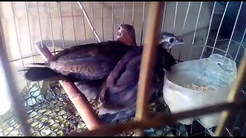 mea nyuam qaib qus loj tau zoo nkauj heev hnub tim 7/6/2018