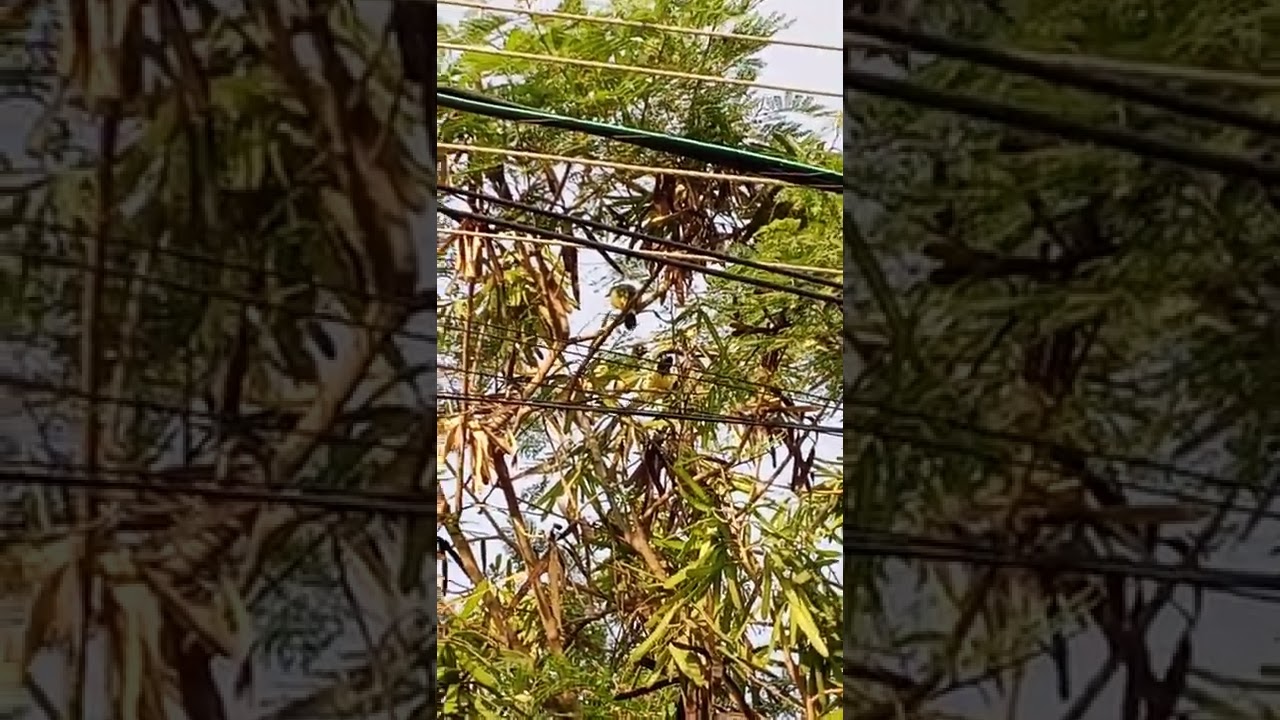 Chara verde o Urraca verde (Cyanocorax yncas)