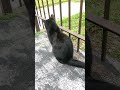 #midnight #viralshort #cat #catlovers #blackcat #catvideos #guardian #angel #explore #fypp #🐈‍⬛ #😇
