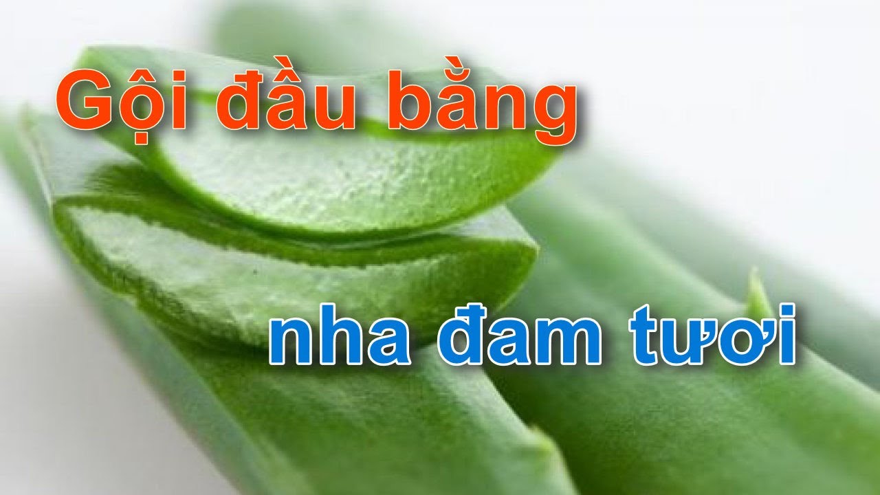 Gội đầu bằng nha đam tươi, trị gàu, ngứa, nấm da đầu, rụng tóc, tóc bạc | KhanhNhu channel | Tất tần tật những thông tin nói về ủ tóc bằng nha đam và mật ong chuẩn nhất