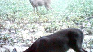 2 bucks.AVI