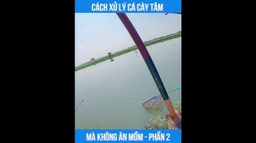 CÁCH XỬ LÝ CÁ CÀY TĂM MÀ KHÔNG ĂN MỒM - PHẦN 2
