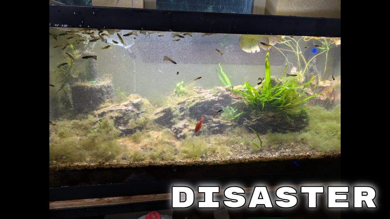 Fish Room Disaster...