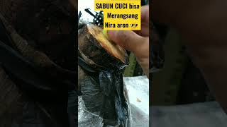 cara merangsang tetesan Nira aren #tuakpakpak #petaniaren #aren
