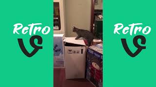 Funny And Cutest Animal Vines of ALL TIME