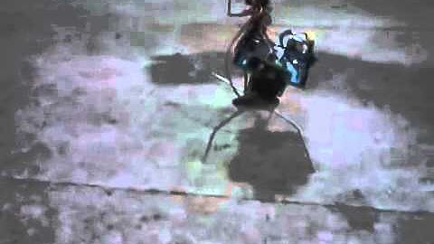 Inseto Robótico com Arduino