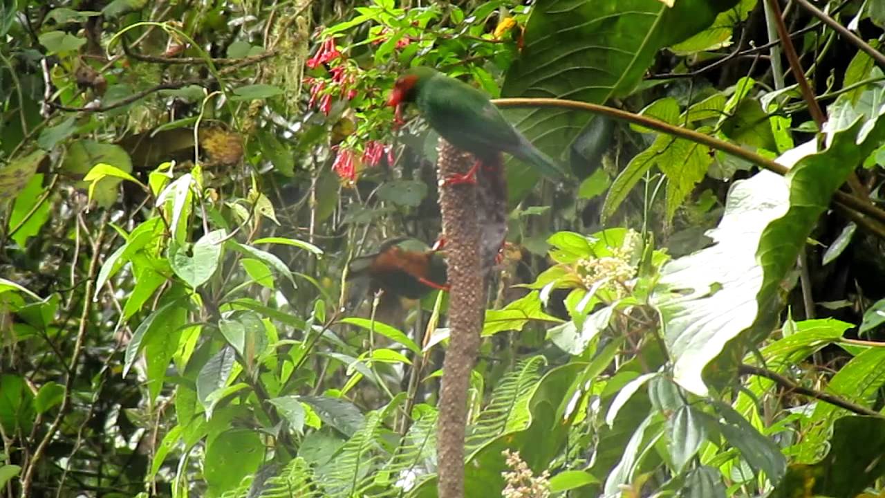 Grass-green Tanager - Chlorornis riefferii - Jardin, W Andes 