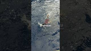 Download Lagu TUNAS - TRABAS UDAN PANAS | OJO BANDINGKE AKU - DR. INGGAR BW MP3