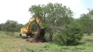 Video of larger Mesquite Grubbing