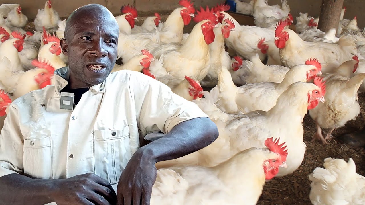 Yiga okulunda enkoko ya Broiller nga telwade nomuswo omukugu