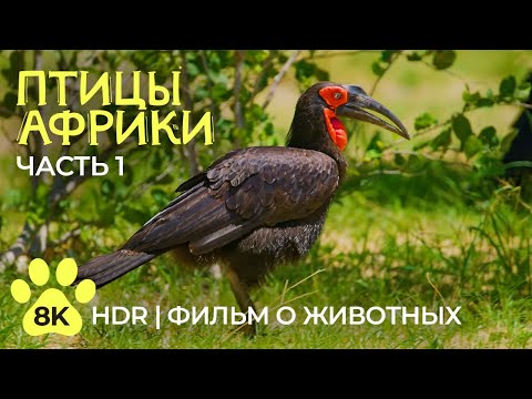 Видео: Экзотические птицы Африки - 8K HDR Документальный фильм о дикой природе - Часть 1