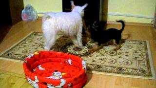 Erika Fox Terrier Si Rony Yorkshire Terrier - Sufletel Mic Care S-A Dus