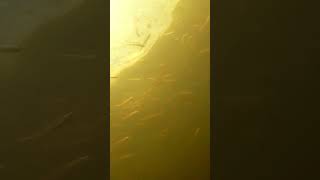 WHAT LIES BENEATH? Murky Depth of Manatee River Magnet Fishing! 🧲👀Bradenton, Florida #shorts #fyp