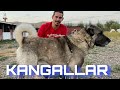 KANGAL KÖPEĞİNİ BİZZAT KANGALLARIN KENDİSİ ANLATIYOR ( REAL LGD KANGAL DOGS )