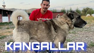 KANGAL DOG SHOWS ITSELF ( REAL LGD KANGAL DOGS )