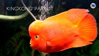 Kingkong parrot spesies predator berharga mahal