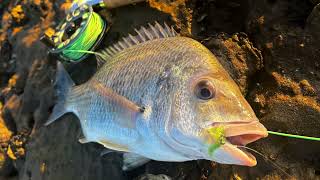 Parramatta River Fly Fishing For Bream