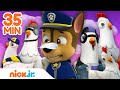 PAW PAtrol | 35 MINUTOS de Las mejores aventuras de Chickaletta 🐥 | Nick Jr. en Español