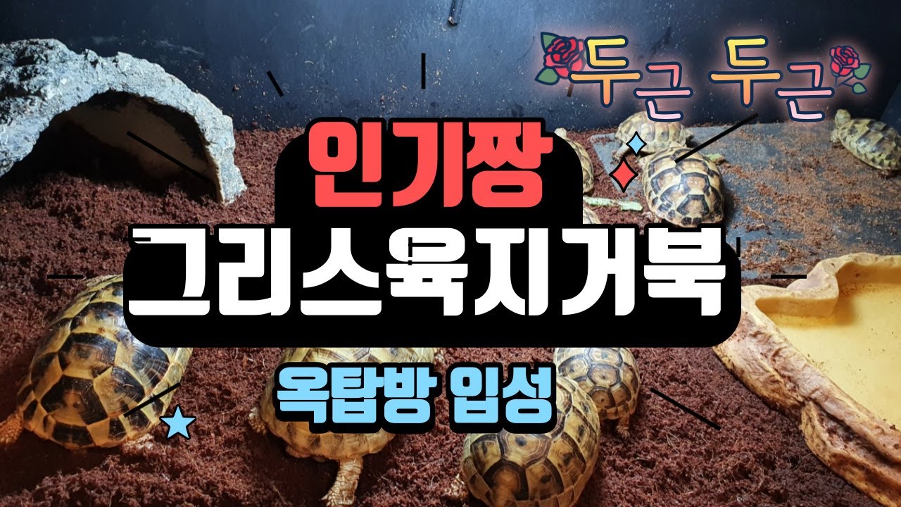 인기짱 그리스 육지거북 옥탑방에 왔습니다