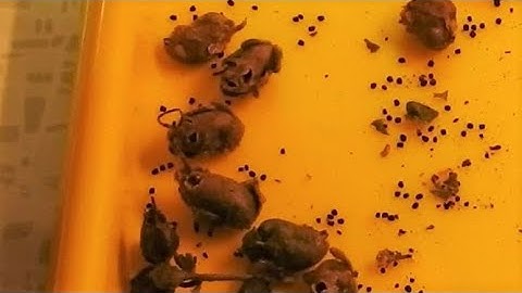 How to Save Snapdragon Seeds