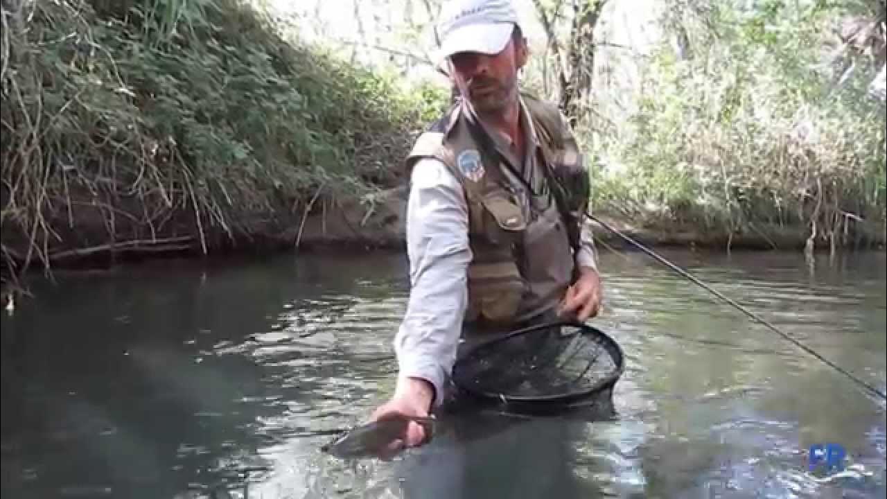 Pesca a mosca en el Río Tajuña - YouTube