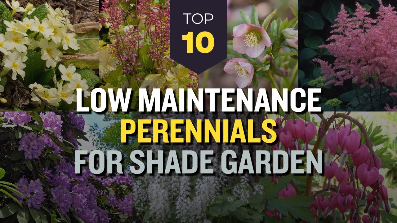 TOP 10 Low Maintenance Perennials for Shade Garden 🌸🌳 Bloom Under The ...
