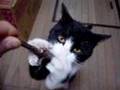 マタタビ、好き猫　