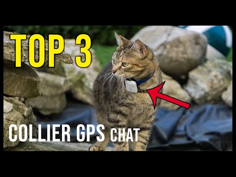 Vidéo: Colliers Pour Chats Et Chats: Variétés Avec GPS, Avec Phéromones, Décoratifs Et Autres, Comment Choisir Le Bon, Comment Dresser Un Animal De Compagnie