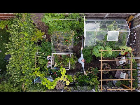 Video: Urban Backyard Farming: Backyard Farming Myšlienky ve městě