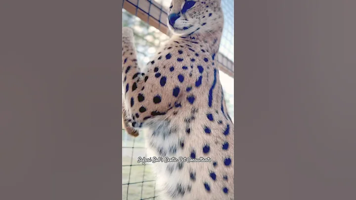Video 8396191: servals catlover, serval cat
