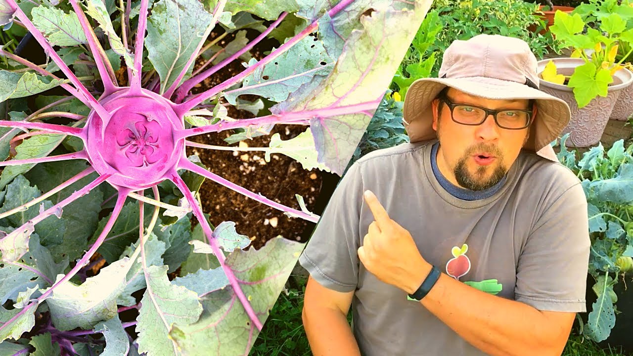 You've Never Seen a Kohlrabi Like This! | Garden Oddities - Growing Kohlrabi | Guten Yardening