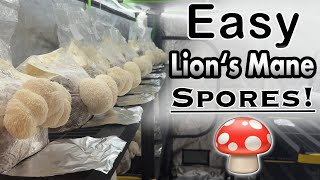 How to Collect Spores from Lion's Mane Mushrooms