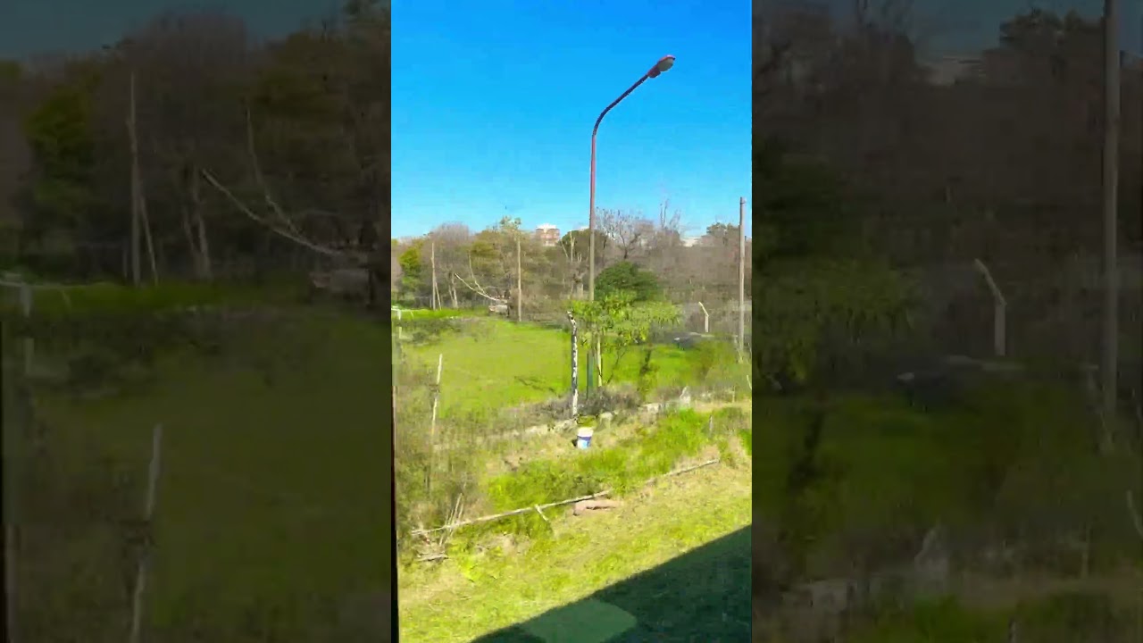 Pero que maravilloso espacio verde es el predio de la Facultad de #agronomia de la #uba #shorts #ba