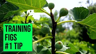 Year 1: Training Fig Trees - Save an Entire Growing Season with this #1 TIP