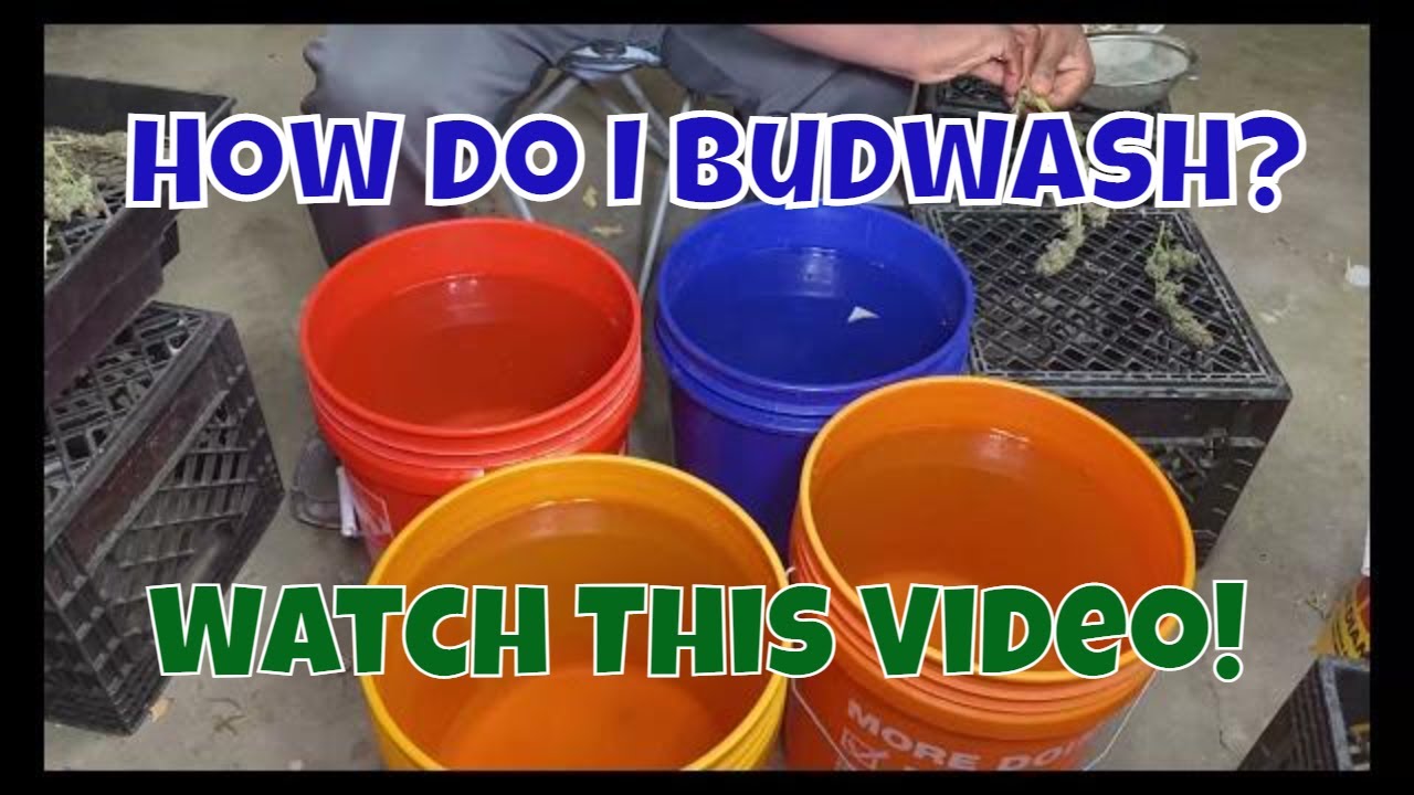 Bud Washing Outdoor Harvest w/ Hydrogen Peroxide and Water Quick Tips