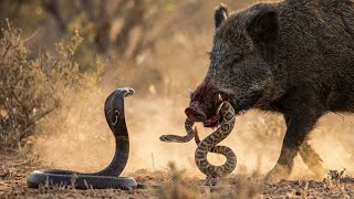 King Cobra Vs Wild Boar When The Worlds Deadliest Snake Meets Natures Tank