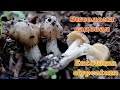 Весенний гриб - ЭНТОЛОМА САДОВАЯ | Entoloma clypeatum