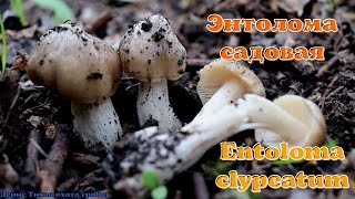 Весенний гриб - ЭНТОЛОМА САДОВАЯ | Entoloma clypeatum