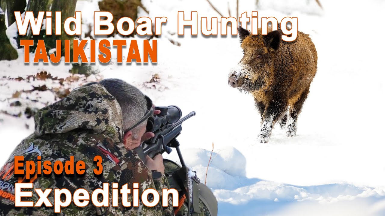 Wild boar hunting in Tajikistan 33  Chasse au Sanglier au Tadjikistan 33  2020