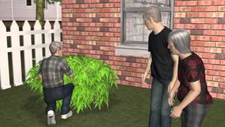Elderly British couple inadvertently buys enormous marijuana plant