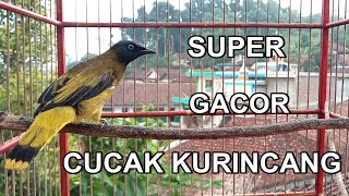 CUCAK KURINCANG SUPER #GACOR ISIAN NGEROL